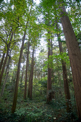 森林・そびえる木