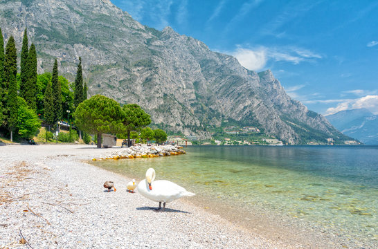beautiful view on lake Garda with swan in Limone sul Garda, Italy