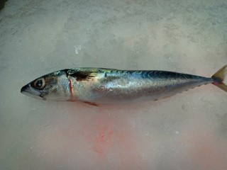 Saba fish at shop vol.13