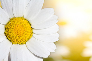 Sun rising in front of the daisy - Stock image