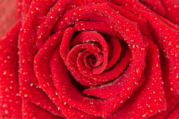 Dark red rose with rain drops closeup