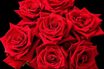 Dark red rose with rain drops closeup