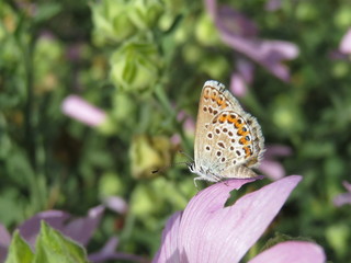 Common Blue butterfly (Polyommatus icarus) sitting on a flower petal, close-up. Symbol of lightness and grace