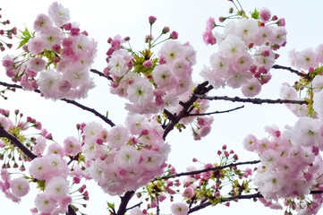 艶やかで満開のふわふわの桜の花々