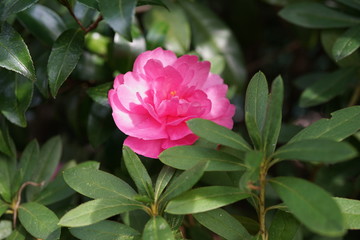 公園に咲いたツツジ