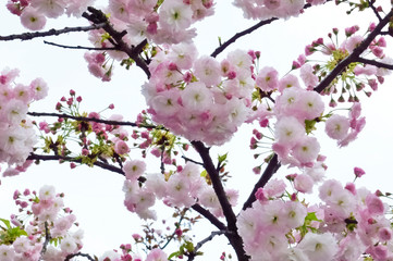 艶やかで満開のふわふわの桜の花々