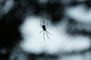 蜘蛛　女郎雲　昆虫
