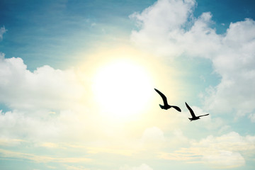 birds flying in the sky with clouds and sun