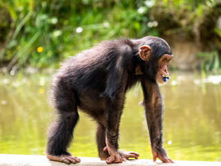 Bébé chimpanzé