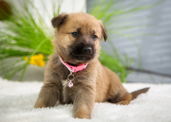 Little fluffy puppy sits in the summer studio