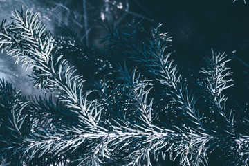 Christmas fir tree blue background with copy space. Fir tree branches texture.