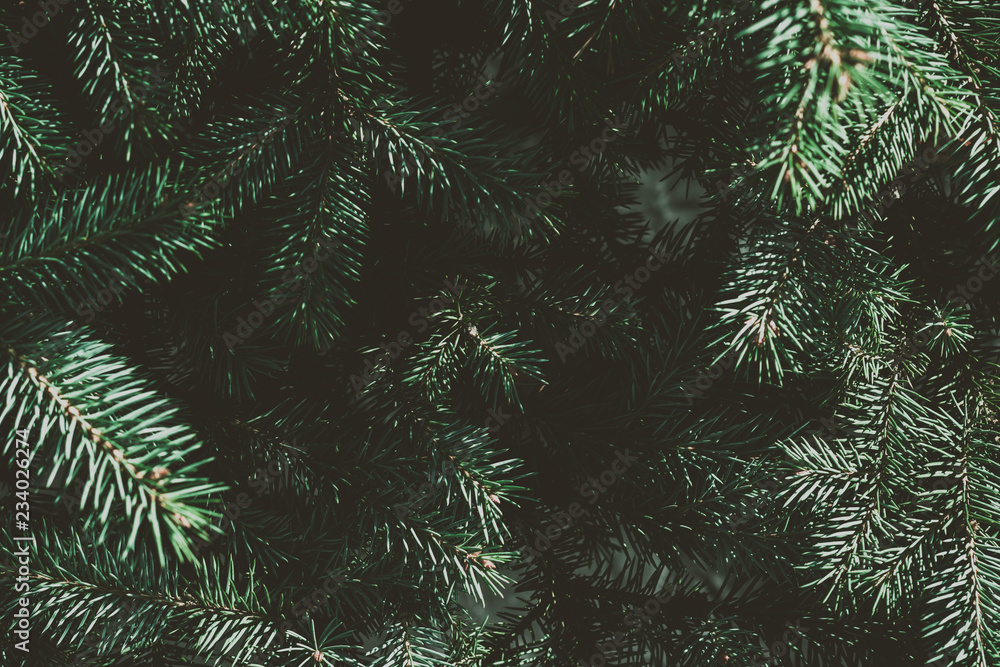 Wall mural christmas fir tree background with copy space. fir tree branches texture.