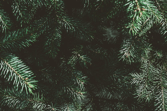 Christmas fir tree background with copy space. Fir tree branches texture.