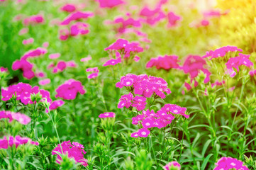 Obraz na płótnie Canvas Soft Focus Asters blossom in a garden with morning sunlight.