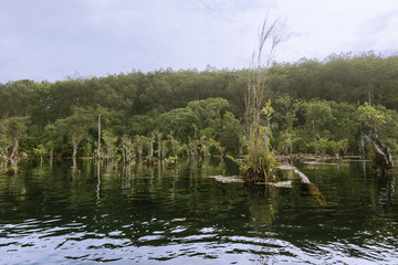 View of the bush in wetlands and reflection in the water