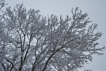 Fototapeta na wymiar Winter in Berkovitsa Balkan. 