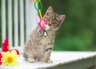 Obraz premium Cute fluffy kitten playing outside in summer