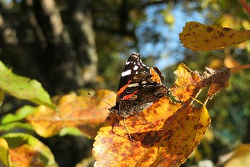 Beautiful admiral butterfly on orange leaves in autumn garden 