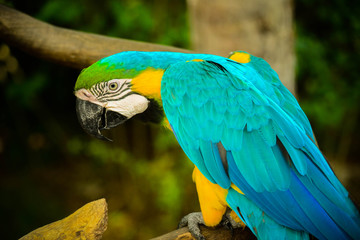 colorful macaw