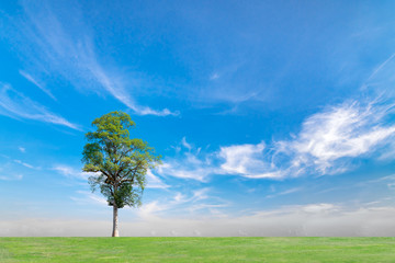 Fototapeta na wymiar Blue sky and clouds with green grass and trees. Beautiful sky on summer season.