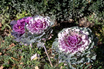 Plants and flowers park spiring flowering.