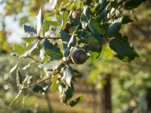 Quercus ilex - Les glands bruns du ch&ecirc;ne vert ou yeuse.