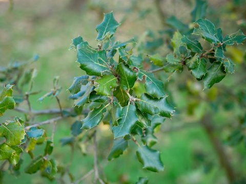 Quercus ilex - Les glands bruns du ch&ecirc;ne vert ou yeuse. 