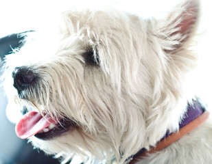 west highland terrier
