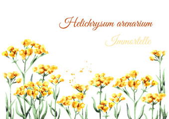 Sandless immortelle background. Yellow flowers Helichrysum arenarium. Medicinal plant. Watercolor hand drawn illustration, isolated on white background