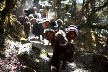 Yaks over Everest Base Camp trail