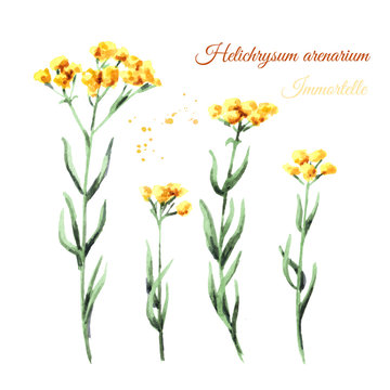 Sandless immortelle elements set. Yellow flowers Helichrysum arenarium. Medicinal plant. Watercolor hand drawn illustration, isolated on white background