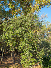 Quercus ilex - Feuillage vert foncé, dentées et épineuses du chêne vert ressemblant aux feuilles de houx.