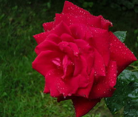 Beautiful scarlet rose Red Star with large and transparent raindrops on a blurred green garden background with bokeh.  Lyric concept for design