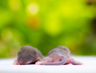 Baby rat with Blurred background, Baby mouse, Newborn rat, rat with blurred background, Rat.
