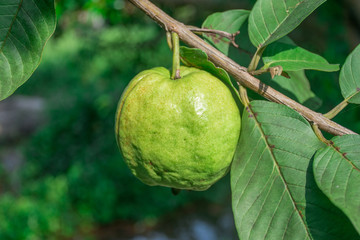 Guava fruit on tree.