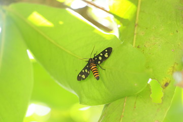 butterfly on leaf