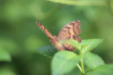 fotos de insectos varios 