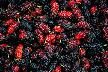 Mulberrys fruit. Closeup of the freshness mulberry fruit. 