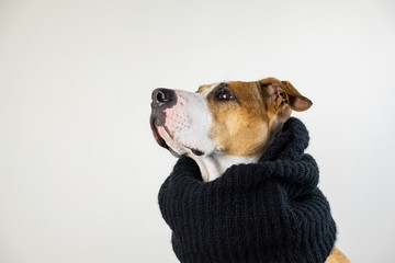 Dog in warm clothes concept. Cute pitbull puppy in black scarf in studio background, with copy space