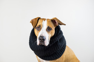 Cute dog in warm clothes concept. Beautiful staffordshire terrier puppy in black scarf in studio...