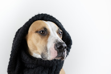 Cute dog in warm clothes concept. Beautiful staffordshire terrier puppy in black scarf in studio...