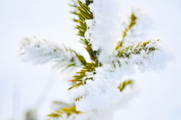 Fir branch on snow. Winter landscape. natural snow scene