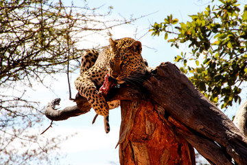 Fototapeta na wymiar Wilder Leopard in der Savanne Afrika