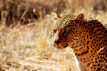 Wilder Leopard in der Savanne Afrika