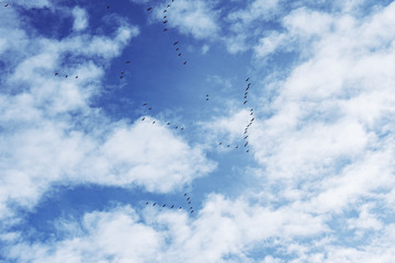 Flying birds in blue sky