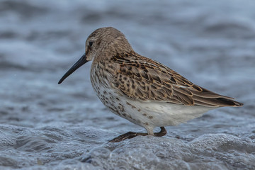 wattvögel