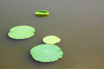 lotus leaves on the surface of water
