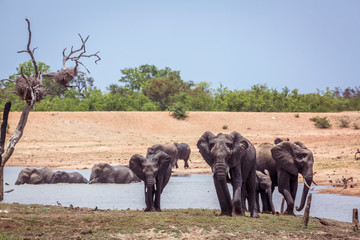 African bush elephant in Kruger National park, South Africa