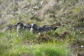 Skua, die große Raubmöwe beim brüten