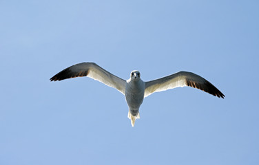 Basstölpel im Flug vor der Sonne